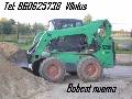 bobcat